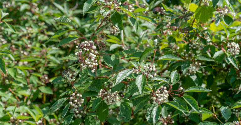 red osier dogwood