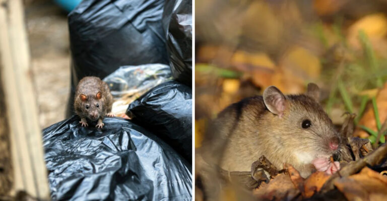 Why Some Pennsylvania Yards Attract More Mice Than The House Next Door