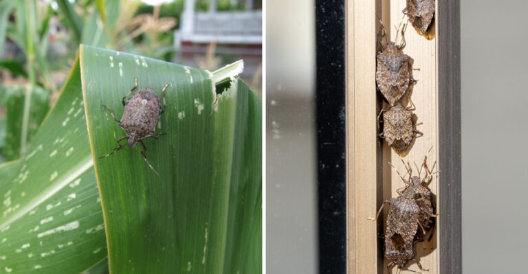 stink bugs