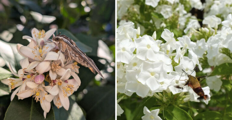 Why Sphinx Moths Suddenly Visit North Carolina Gardens At Sunset