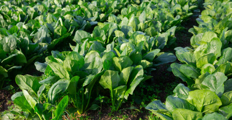 spinach
