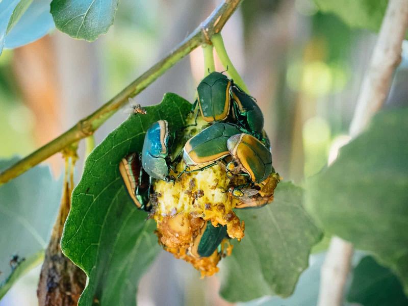 Why Spraying Near Harvest Is Usually The Wrong Move Why Spraying Near Harvest Is Usually The Wrong Move