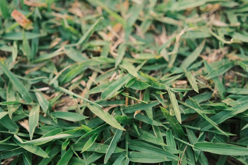 Why St. Augustine And Bermuda Lawns Are Most At Risk Why St. Augustine And Bermuda Lawns Are Most At Risk