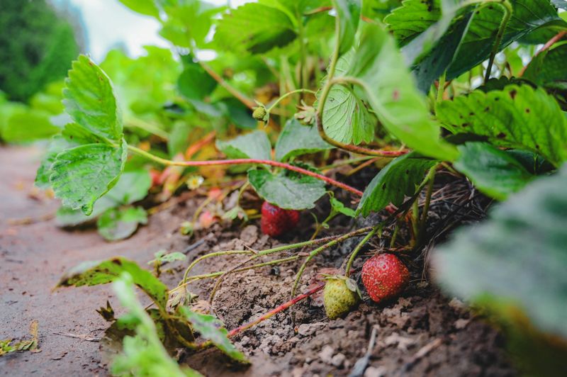 Why Strawberries Set Next Year's Fruit Buds In Late Summer Why Strawberries Set Next Year's Fruit Buds In Late Summer