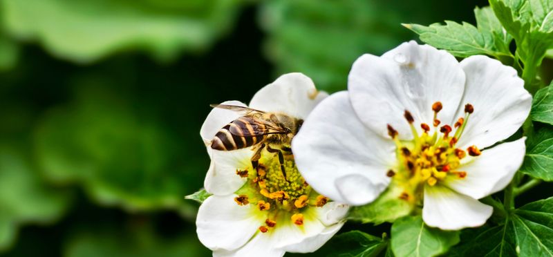 Why Strawberry Pollination Is Trickier Than You Think Why Strawberry Pollination Is Trickier Than You Think