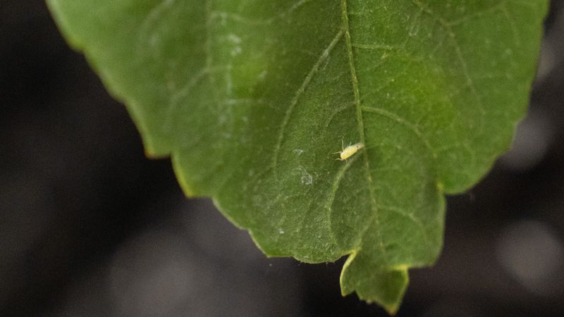 Why Summer Makes This Pest Explode