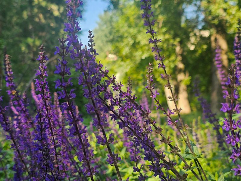 Why Summer Pruning Boosts Salvia Blooms