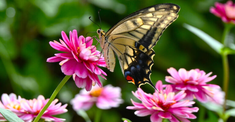 Swallowtail Butterfly (featured image)