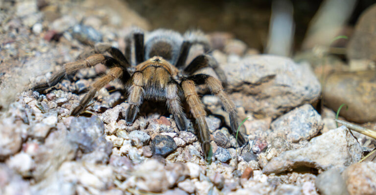 Tarantula (featured image)
