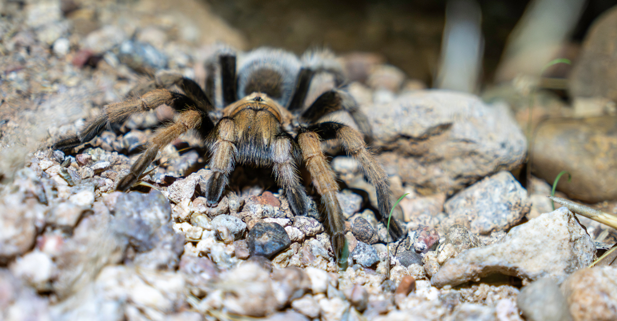 Tarantula (featured image)