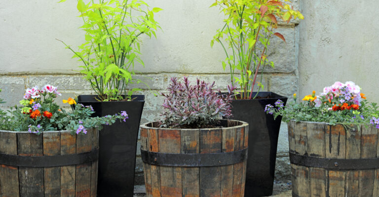 Why Tennessee Barrel Planters Keep Rotting This Season