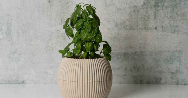 Why Tennessee Basil Bolts In Summer, And The Fix Most Gardeners Miss