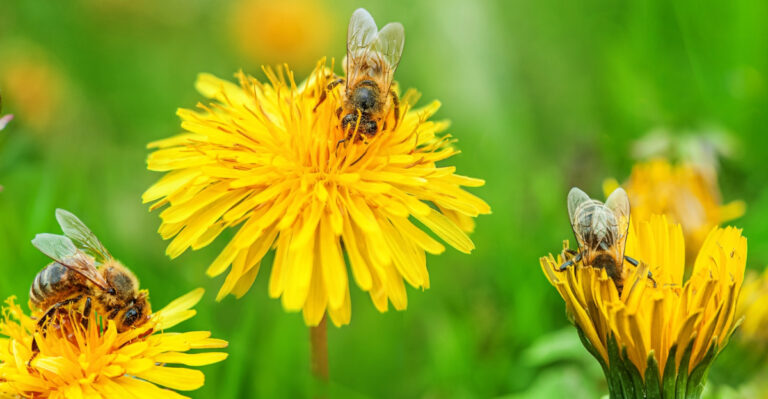 Why Tennessee Beekeepers Want Your Dandelions Left Alone