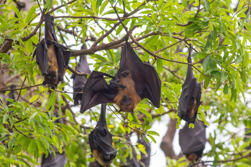 Why Tennessee Yards Attract Bats In Summer Why Tennessee Yards Attract Bats In Summer