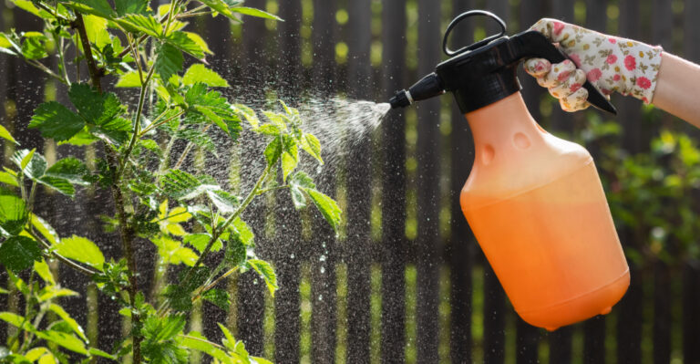 Why Texans Should Never Spray Horticultural Oils During A Summer Heatwave