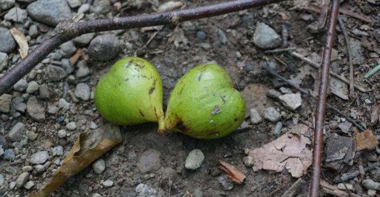 Why Texas Fig Trees Are Dropping Fruit Before Ripening In July Heat