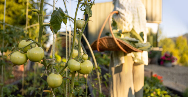 Why Texas Gardeners Shade Their Fall Tomato Transplants From Afternoon Sun