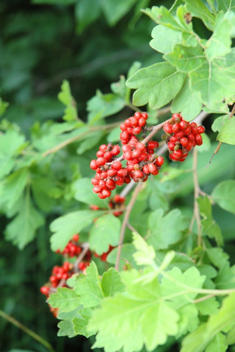Why Texas Gardeners Should Consider It Over Fussier Shrubs Why Texas Gardeners Should Consider It Over Fussier Shrubs