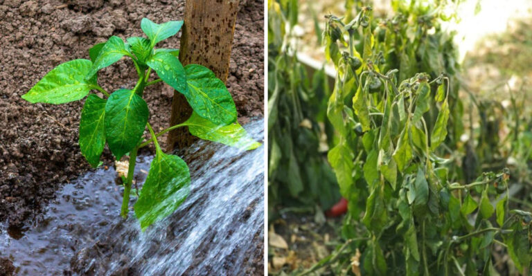 watering plant and wilted plant
