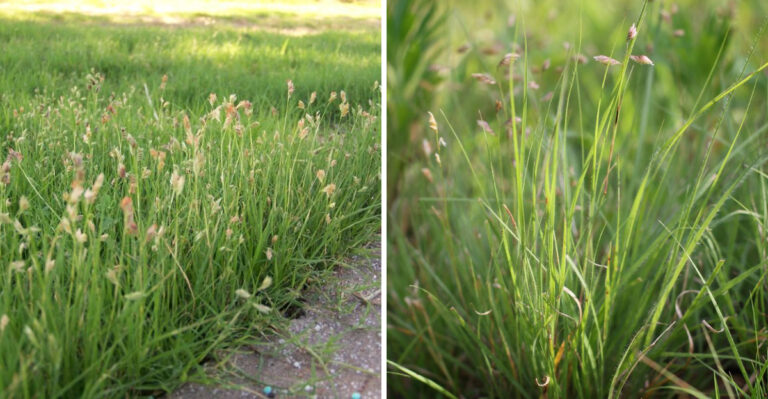 Why Texas Homeowners Are Ripping Out Bermuda And Planting Buffalo Grass Instead