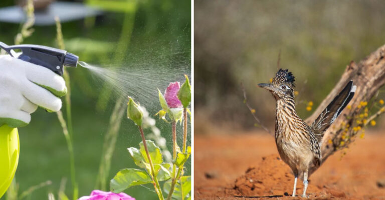 Why Texas Roadrunner Populations Are Declining In Suburbs And What That Means For Your Pest Problem