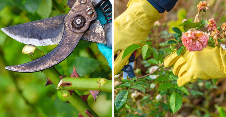 rose pruning