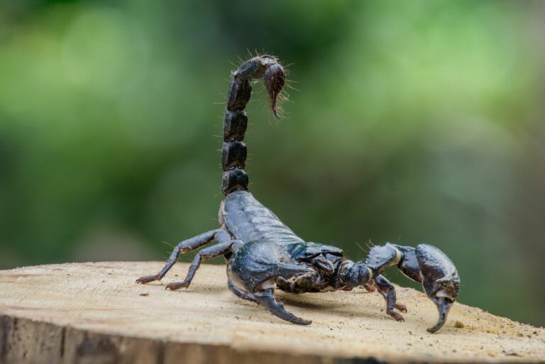 scorpion