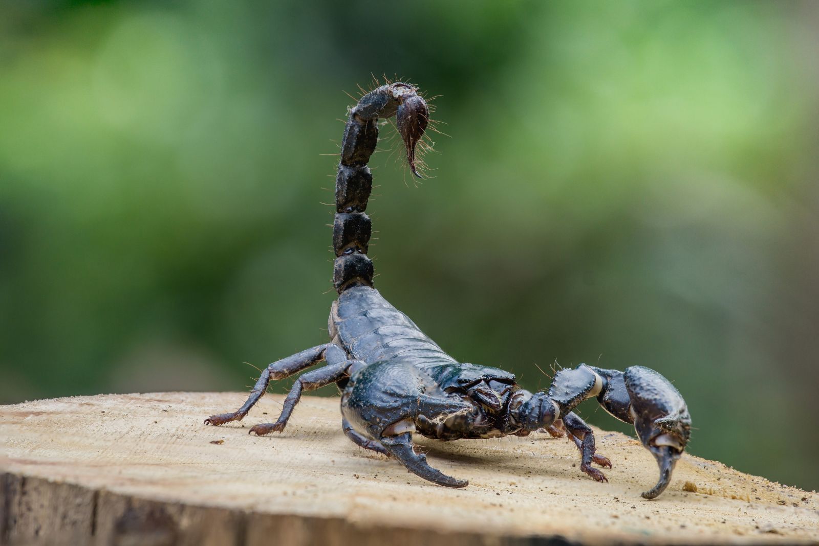 scorpion