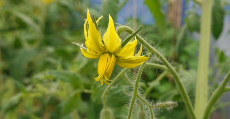Why Texas Tomatoes Are Dropping Their Blooms In This Extreme Heat