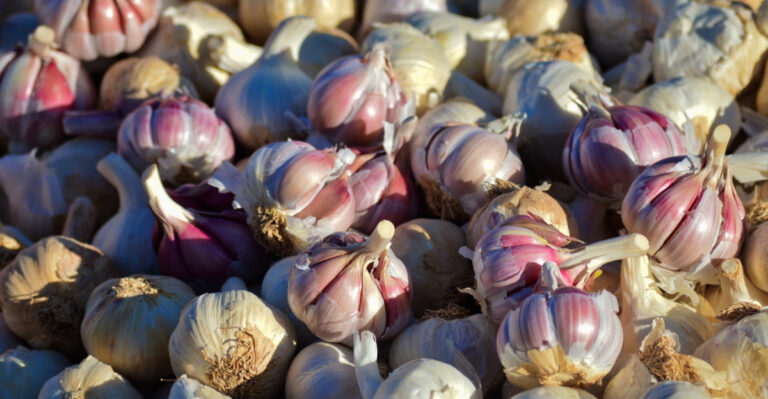 Why The Best Garlic Varieties Always Sell Out Before Fall Arrives In Tennessee