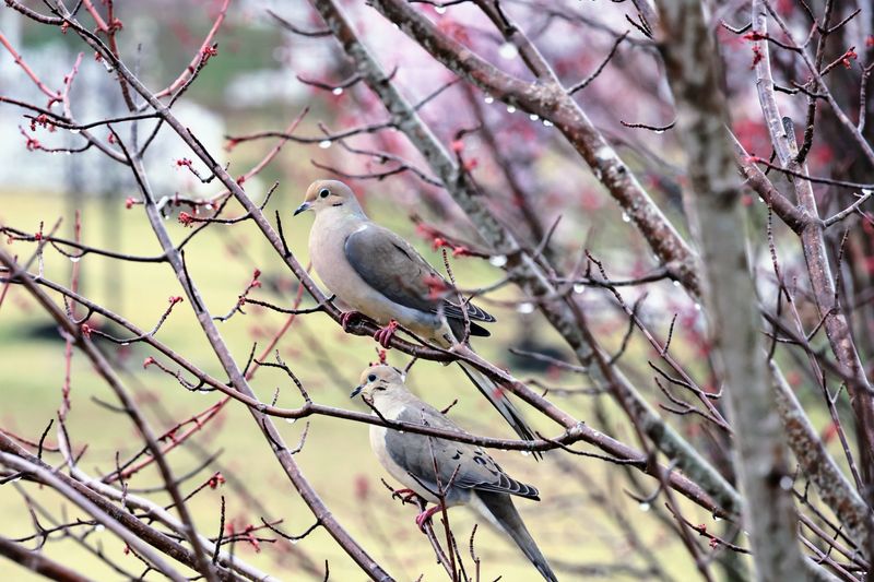 Why These Birds Are Common In Virginia Landscapes Why These Birds Are Common In Virginia Landscapes