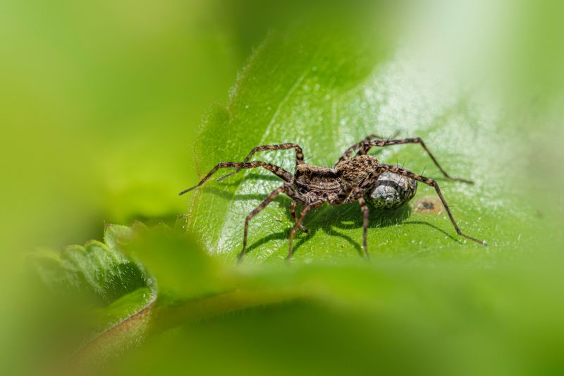 Why These Spiders Look So Massive Up Close Why These Spiders Look So Massive Up Close