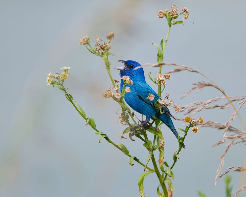 Why This Bird Appears In Massachusetts Gardens
