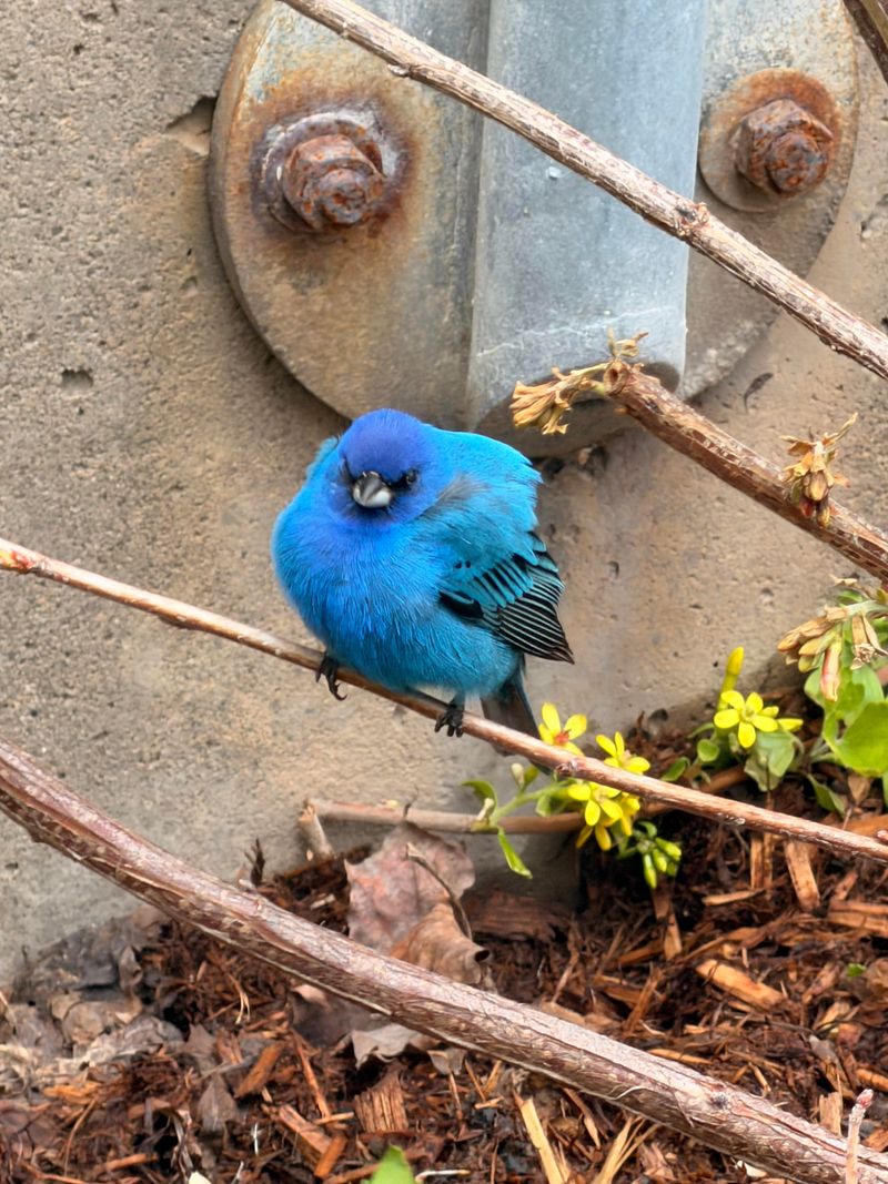Why This Bird Chose Your Garden Why This Bird Chose Your Garden