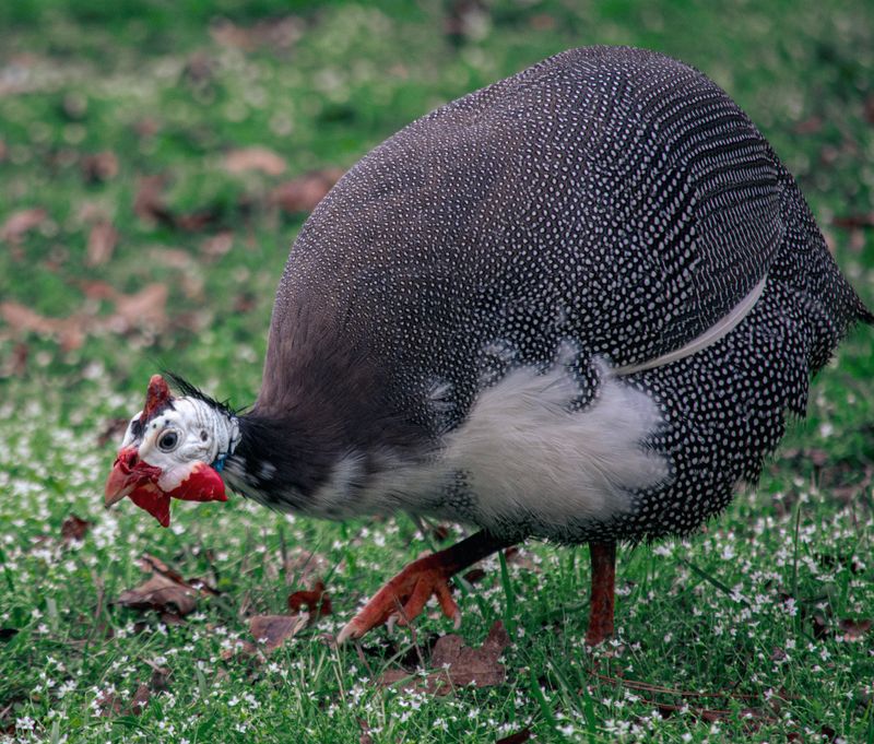 Why This Bird May Help With Tick Control Why This Bird May Help With Tick Control