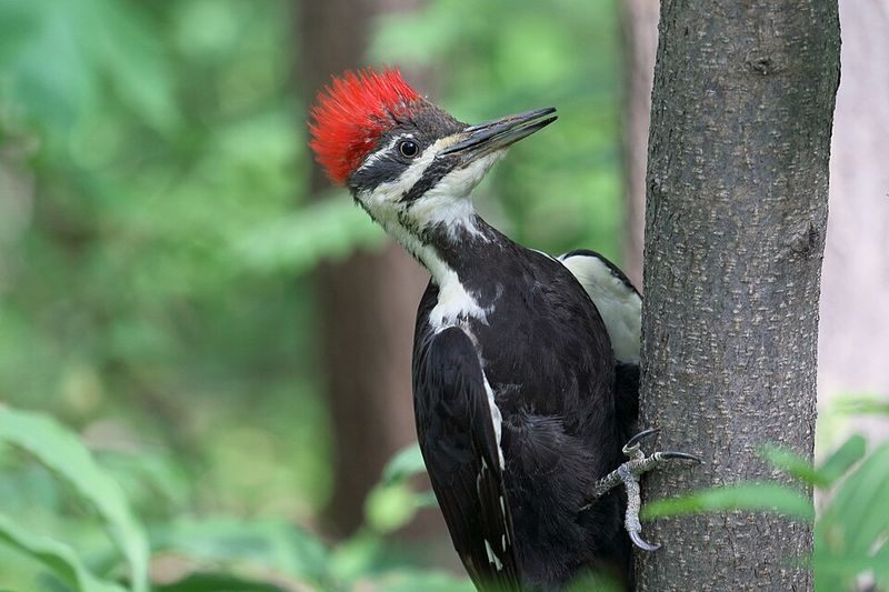 Why This Bird Rarely Shows Up In Backyards