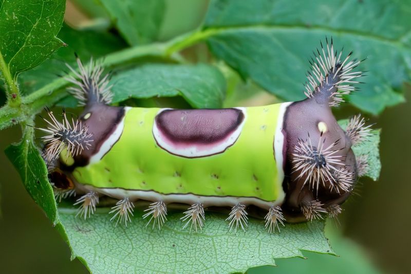 Why This Caterpillar Catches Gardeners Off Guard
