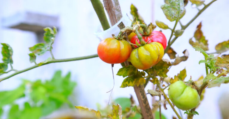 Why This Heat Wave Could Stunt California Tomato Production For Weeks