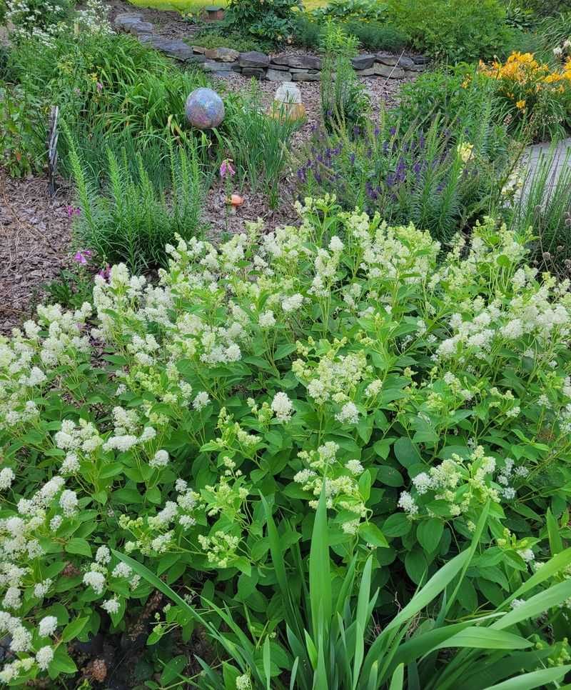 Why This Herb Has Been Forgotten Over Time Why This Herb Has Been Forgotten Over Time