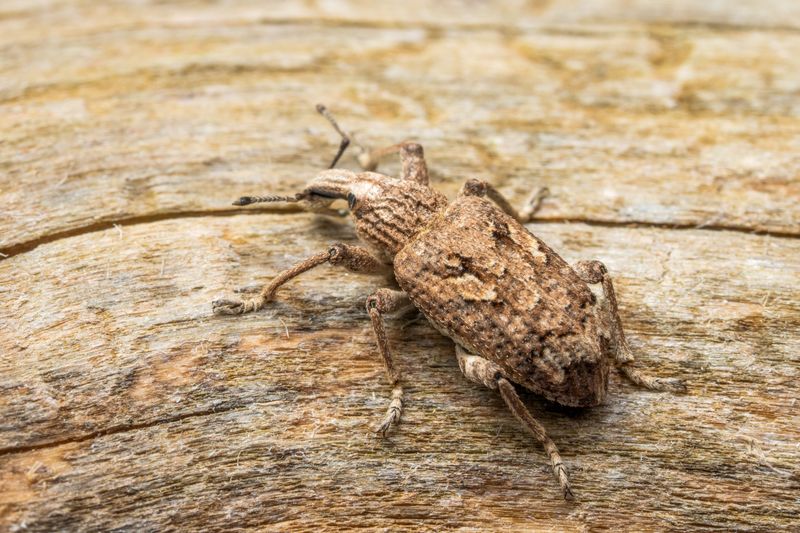 Why This Insect Has Spread To Nearly Every County In The State