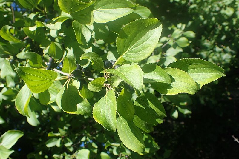 Why This Invasive Shrub Is Banned In Massachusetts Why This Invasive Shrub Is Banned In Massachusetts