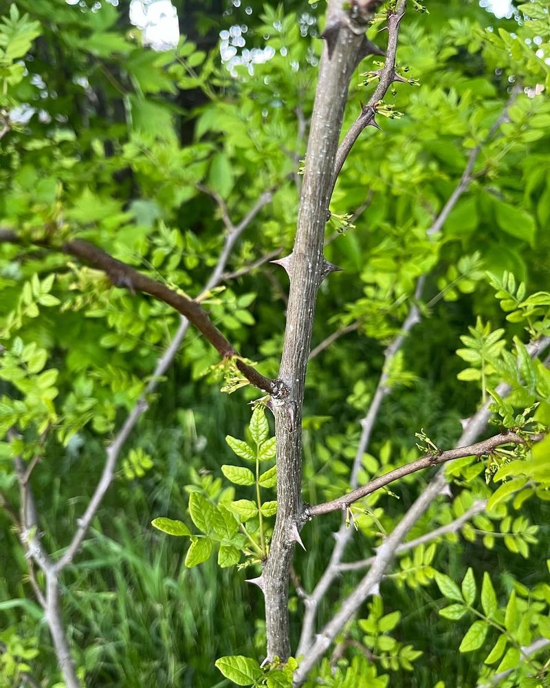Why This Native Shrub Belongs In Pennsylvania Gardens