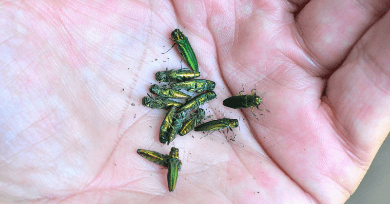 Why This Pest Deserves More Attention Than It Gets