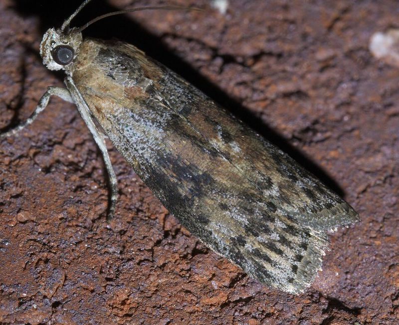 Why This Pest Is Spreading Across Texas Gardens Why This Pest Is Spreading Across Texas Gardens