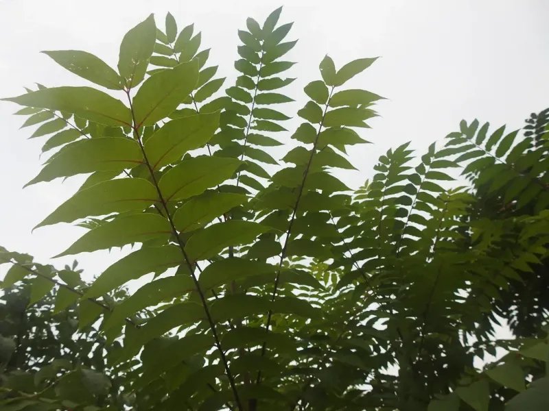 Why This Species Is The Insect's Favorite Host Plant
