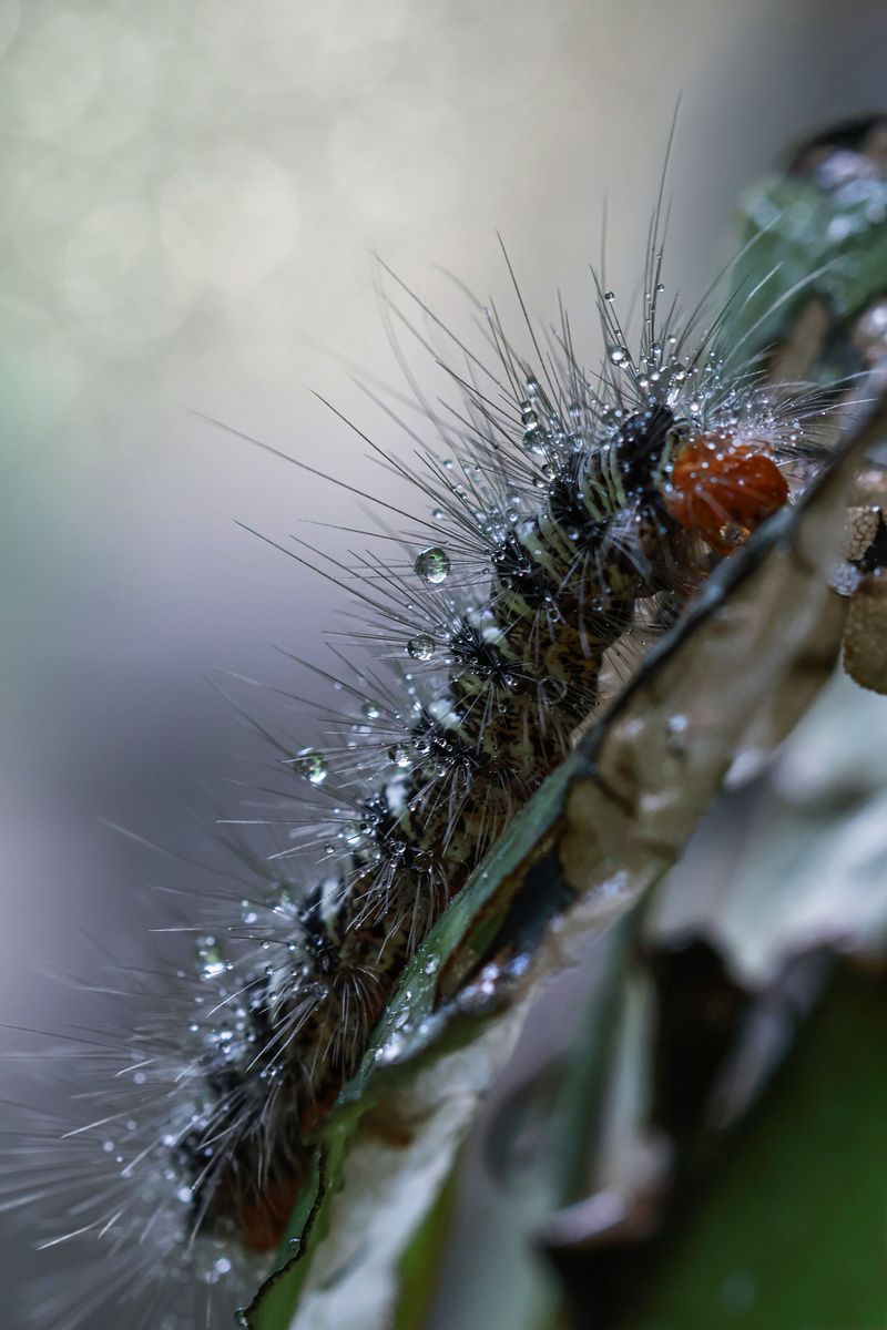 Why This Summer's Outbreak Is Different Why This Summer's Outbreak Is Different