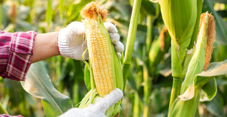 Why This Sweet Corn Season Stands Out For Illinois Home Gardeners