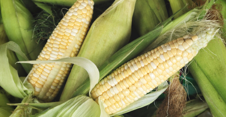 Why This Year’s Sweet Corn Is Outperforming Expectations Across Illinois
