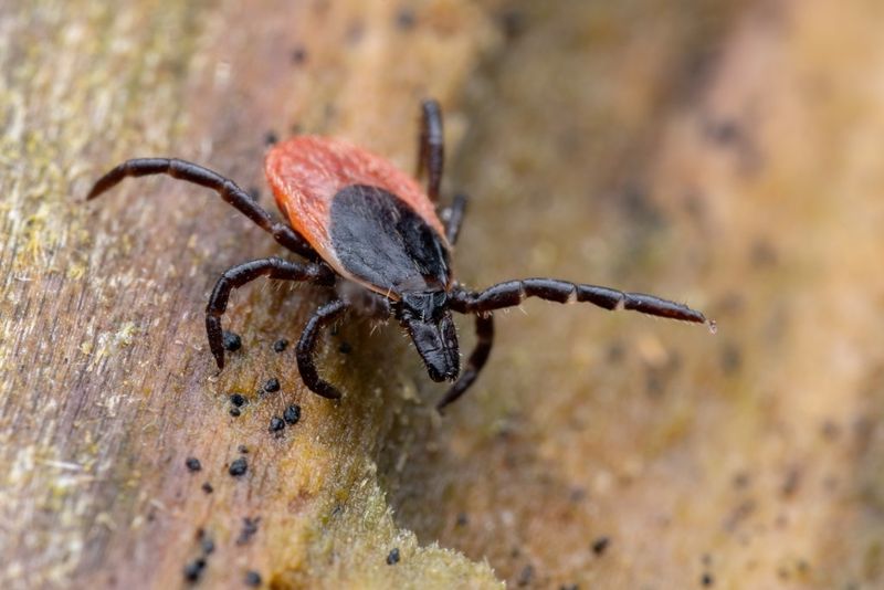 Why Tick Habitat Builds Up