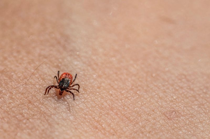 Why Ticks Are Such A Problem In Indiana Why Ticks Are Such A Problem In Indiana